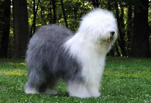 Бобтейл - бело-серая собака