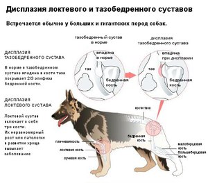 Собаки-дисплазия  в тазобедренных суставах 