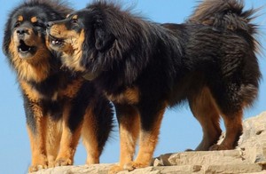 Описание собак тибетских мастифов