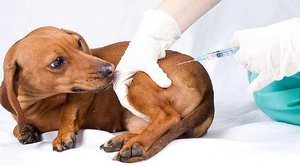 Возможные последствия прививки собаки