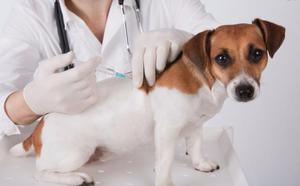 Прививка для собак