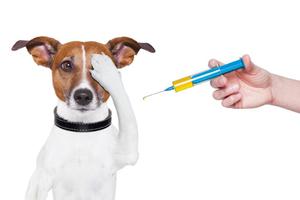 Прививка по возрасту щенка