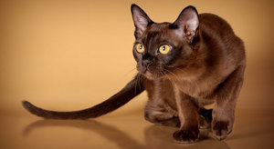 Бурманская кошка: особенности содержания
