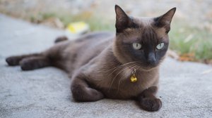 Бурманская кошка: стандарты