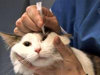Лечение кошки