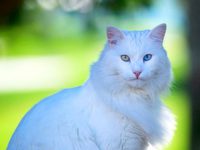 Описание породы кошек турецкая ангора