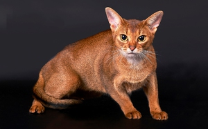 Абиссинские кошки – характеристики породы