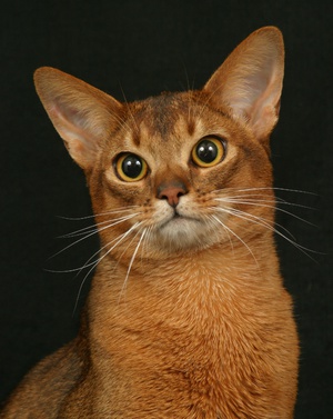 Абиссинская кошка голова крупно