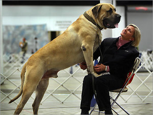 Размеры и вес крупной собаки