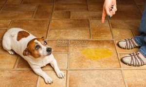 Собака и лужа на полу в доме  