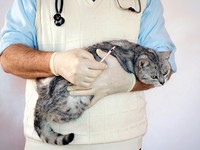 Болезнь у кота-цистит  и её лечение