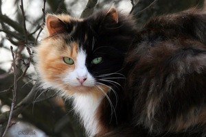 Мистическая трёхцветная кошка - приметы