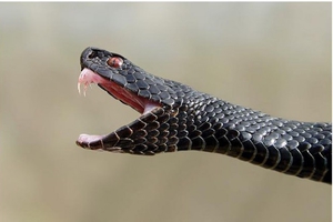 Что делать если укусила змея 