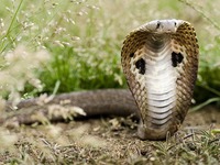 Змея Индийская очковая кобра
