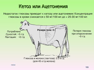 Как проявляется кетоз у коровы