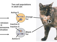 Сколько хромосом у кошек