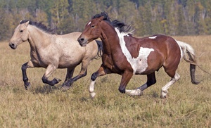 Максимальная скорость лошади