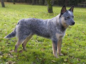 Собака породы встралийский хилер голубого окраса фото