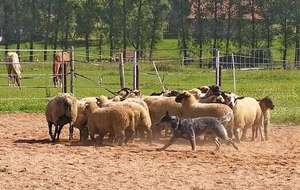 Австралийская пастушья собака сгоняет овец