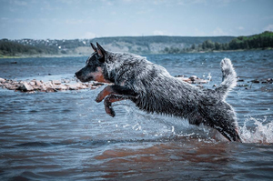 Австралийская пастушья собака прыгает в воду