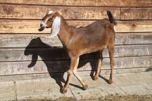 Описание внешности нубийских коз