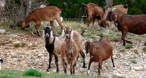 Как содержать нубийских коз