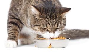 Повышение аппетита у кошек