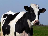 Описание  породы коров
