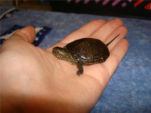 Болотная черепаха - содержание дома