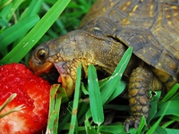 Пища черепахи