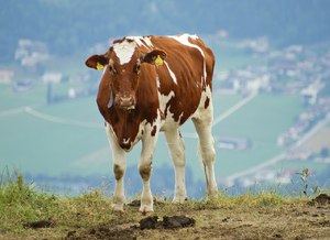 Айрширская молочная порода  коров