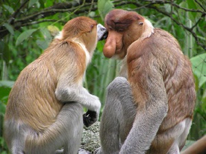 Как размножаются обезьяны носач