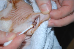 Периодичность проведения процедуры чистки ушей в целях профилактики  кошачьих болезней
