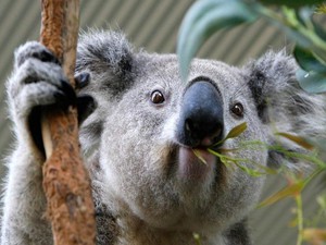 Рацион коал