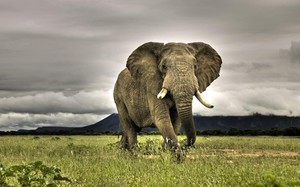 Слон – одно из самых крупных и сильных животных