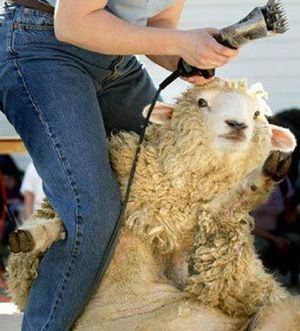 Особенности проведения стрижки овец
