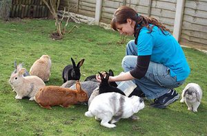 Рекомендации опытных кролиководов для кормления и выращивания крольчат