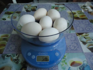 Норма яйценоскости для пушкинских кур - 250 яиц в год