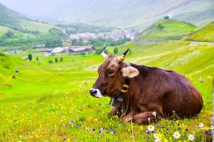 Продолжительность жизни коровы с учетом различных условий содержания