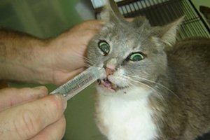 Симптомы аллергии у кошек