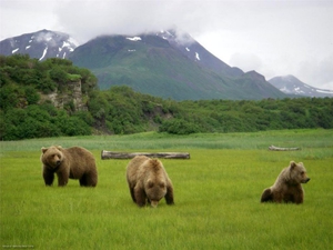Места обитания бурых медведей