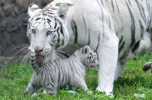 Питание и образ жизни белого тигра