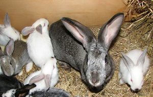 В чем особенность лечения кроликов