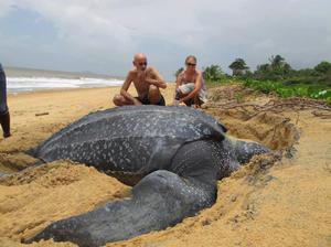 Черепаха на берегу океана