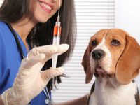 Как делать прививки собакам