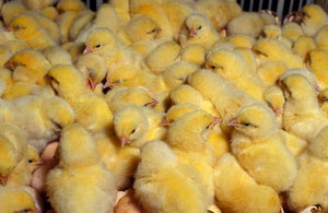 Выращивание цыплят в домашнем хозяйстве