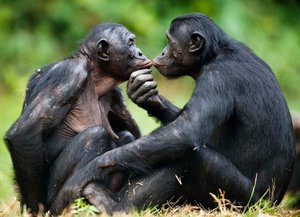 Какие на вид обезьяны бонобо