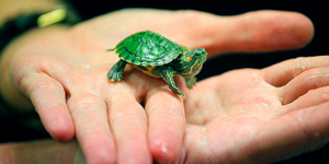 Как правильно ухаживать за черепахой в домашних условиях?