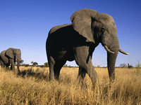 Африканский слон - описание