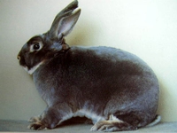 Кролики породы Рекс - фото